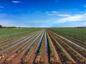 مقایسه اقتصادی سیستم های آبیاری سنتی با سیستم های آبیاری دقیق